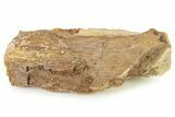 Fossil Dinosaur Bone Section in Sandstone- Wyoming #316899-1